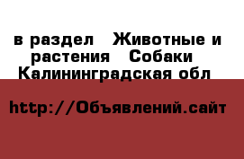  в раздел : Животные и растения » Собаки . Калининградская обл.